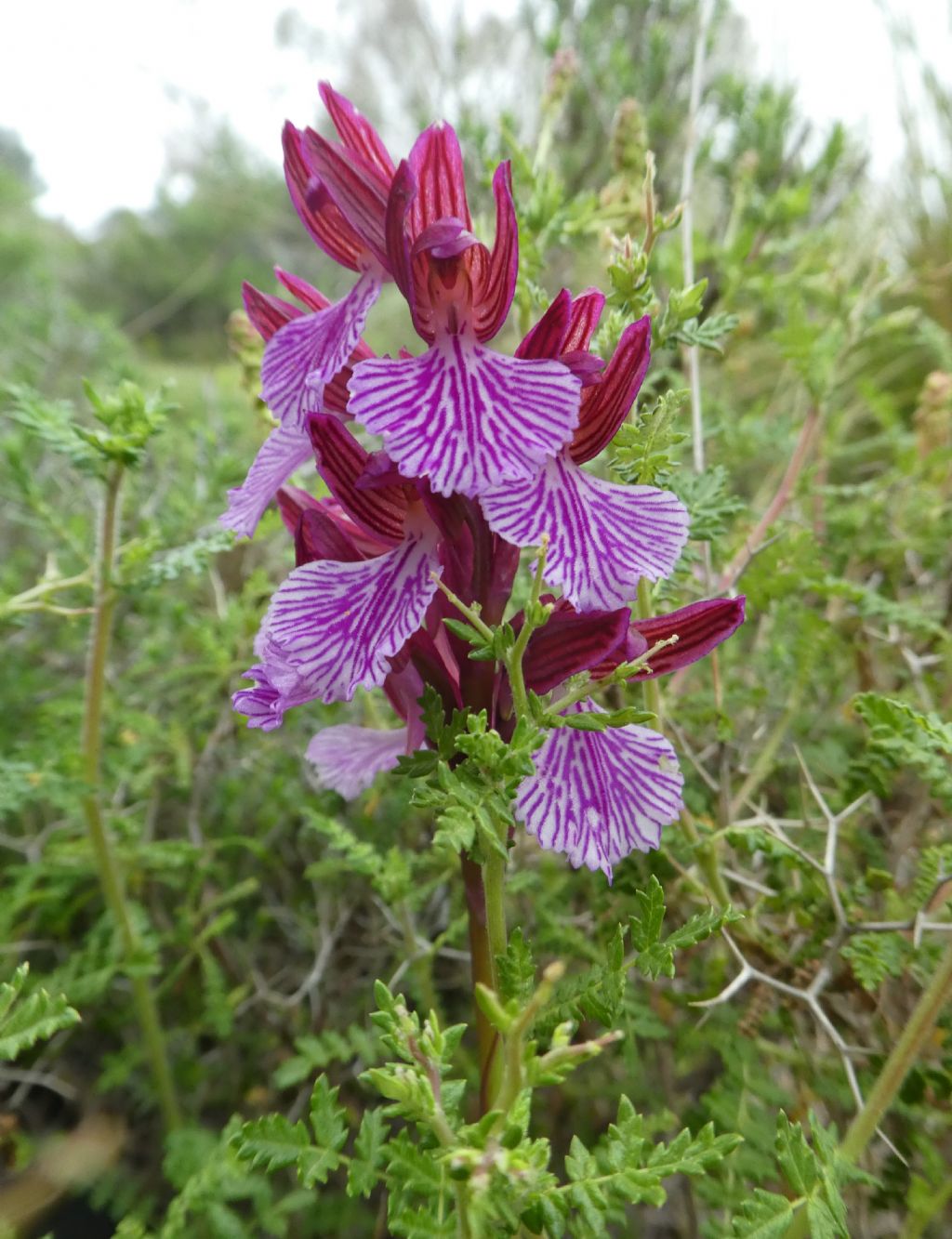 Anacampis papillionacea